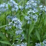Kép 2/2 - Amsonia tabarnaemontana / Széleslevelű csillagmeténg