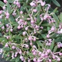 Kép 2/2 - Andromeda polifolia 'Compacta' / Tőzegrozmaring