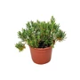Kép 1/2 - Andromeda polifolia 'Compacta' / Tőzegrozmaring
