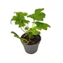 Kép 1/2 - Anemone hybrida 'Andrea Atkinson' / Őszi szellőrózsa