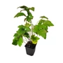 Kép 1/2 - Anemone hybrida 'Serenade' / Őszi szellőrózsa