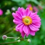 Kép 2/2 - Anemone hybrida 'Pamina' / Őszi szellőrózsa