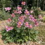 Kép 2/2 - Anemone x hybrida 'Pink Cloud' / Őszi szellőrózsa
