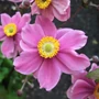 Kép 2/2 - Anemone hybrida 'Serenade' / Őszi szellőrózsa