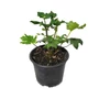 Kép 1/2 - Anemone x hybrida 'Pink Cloud' / Őszi szellőrózsa