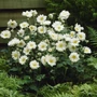 Kép 2/2 - Anemone x hybrida 'Whirlwind' / Őszi szellőrózsa