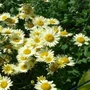 Kép 2/2 - Anthemis tinctoria 'E. C. Buxton' / Pipitér