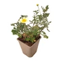 Kép 1/2 - Anthemis tinctoria 'E. C. Buxton' / Pipitér
