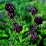 Kép 2/2 - Aquilegia vulgaris 'Barlow Black' / Fekete harangláb