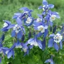 Kép 2/2 - Aquilegia coerulea 'Spring Magic Blue and White' / Harangláb 
