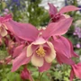 Kép 2/2 - Aquilegia coerulea 'Spring Magic Rose and Ivory' / Harangláb 