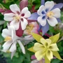 Kép 2/2 - Aquilegia coerulea 'Kirigami mix' / Harangláb mix