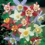 Kép 2/2 - Aquilegia coerulea 'Spring Magic mix' / Harangláb mix