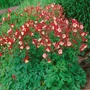 Kép 2/3 - Aquilegia vulgaris 'Crimson Star' / Piros - fehér virágú  harangláb