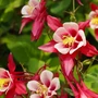 Kép 3/3 - Aquilegia vulgaris 'Crimson Star' / Piros - fehér virágú  harangláb