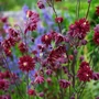 Kép 2/2 - Aquilegia vulgaris 'Ruby Port' / Bíbor harangláb