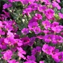 Kép 2/2 - Arabis caucasica 'Little Treasure Deep Rose' / Rózsaszín virágú ikravirág