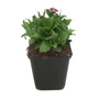 Kép 1/2 - Arabis caucasica 'Little Treasure Deep Rose' / Rózsaszín virágú ikravirág