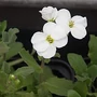 Kép 2/2 - Arabis caucasica 'Little Treasure White' / Fehér virágú ikravirág