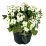 Kép 1/2 - Arabis caucasica 'Little Treasure White' / Fehér virágú ikravirág