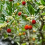 Kép 2/3 - Arbutus unedo / Nyugati szamócafa