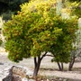 Kép 3/3 - Arbutus unedo / Nyugati szamócafa