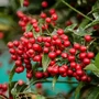 Kép 2/2 - Ardisia crenata / Csipkés csúcsvirág