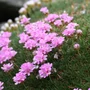 Kép 2/2 - Armeria juniperifolia 'New Zealand Form' / Borókalevelű pázsitszegfű