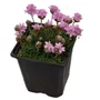 Kép 1/2 - Armeria juniperifolia 'New Zealand Form' / Borókalevelű pázsitszegfű