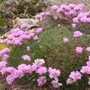 Kép 2/2 - Armeria juniperifolia 'Röschen' / Borókalevelű pázsitszegfű