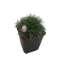 Kép 1/2 - Armeria juniperifolia 'Röschen' / Borókalevelű pázsitszegfű