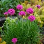 Kép 2/2 - Armeria maritima 'Armada Rose' / Tengerparti pázsitszegfű
