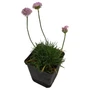Kép 1/2 - Armeria maritima 'Armada Rose' / Tengerparti pázsitszegfű