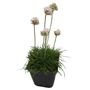 Kép 1/2 - Armeria maritima 'Armada White' / Fehér virágú tengerparti pázsitszegfű