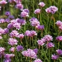Kép 2/2 - Armeria maritima 'Armada Rose' / Tengerparti pázsitszegfű