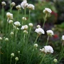Kép 2/2 - Armeria maritima 'Armada White' / Fehér virágú tengerparti pázsitszegfű
