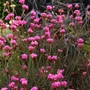 Kép 2/2 - Armeria rubrifolia / Bordó levelű tengerparti pázsitszegfű