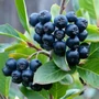 Kép 2/2 - Aronia prunifolia 'Viking' / Fekete berkenye