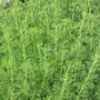Kép 2/2 - Artemisia abrotanum / Ürömcserje, istenfa, kólaüröm