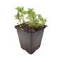 Kép 1/2 - Artemisia abrotanum / Ürömcserje, istenfa, kólaüröm