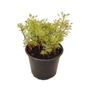 Kép 1/2 - Artemisia abrotanum / Ürömcserje, istenfa, kólaüröm