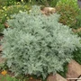 Kép 2/3 - Artemisia arborescens 'Little Mice' / Ürömcserje