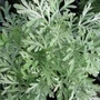 Kép 3/3 - Artemisia arborescens 'Little Mice' / Ürömcserje