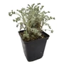 Kép 1/3 - Artemisia arborescens 'Little Mice' / Ürömcserje