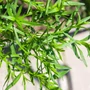 Kép 2/2 - Artemisia dracunculus / Tárkony