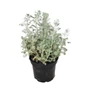 Kép 1/3 - Artemisia arborescens 'Little Mice' / Ürömcserje