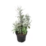 Kép 1/2 - Artemisia ludoviciana 'Valerie Finnis' / Gyopáros üröm