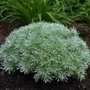 Kép 2/3 - Artemisia schmidtiana 'Nana' / Fényeslevelű üröm