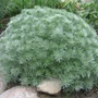 Kép 3/3 - Artemisia schmidtiana 'Nana' / Fényeslevelű üröm