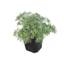 Kép 1/3 - Artemisia schmidtiana 'Nana' / Fényeslevelű üröm
